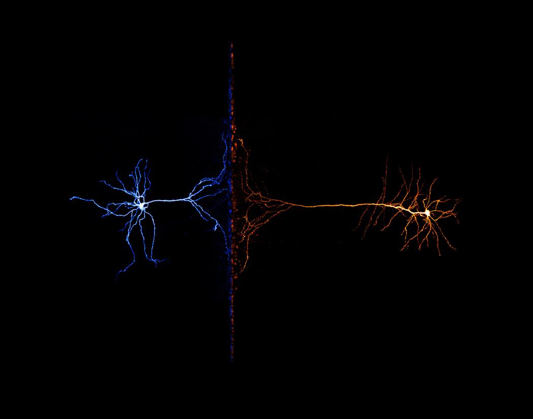 An image showing two neurons connected to each other.