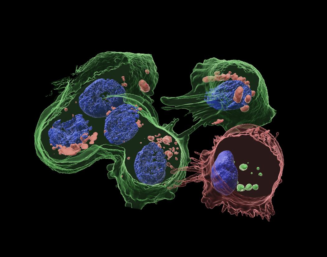 Image showing cells.