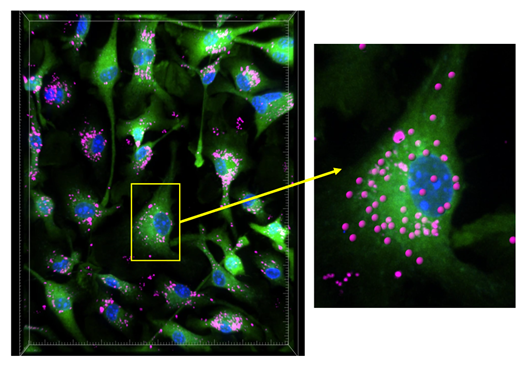 Image of cells