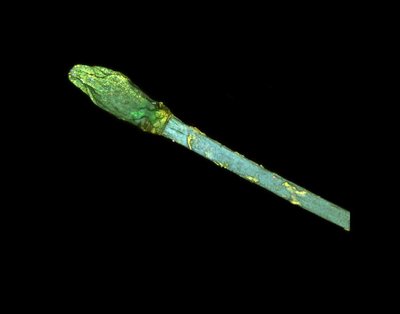 Gabe Appleton (MCDB 4312 Undergraduate) - Nikon A1R Laser Scanning Confocal. The natural world is a beautiful and wondrous place, and the human body is no exception. Under the correct light, the various parts of our body glow to show details that are not observable to our eye. Here, the natural glow of an individual hair (blue tones) and the follicle (green-yellow tones) are seen.