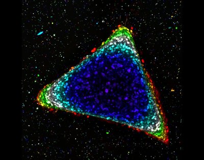 Bruce Kirkpatrick, Della Shin (Anseth lab) - Nikon A1R Laser Scanning Confocal. Tissue geometry plays an important role in dictating where cancer cells are primed to become metastatic. In the laboratory setting, researchers can control where these growths occur. Here, melanoma microtissues are used to demonstrate in 3D how cells preferentially invade the surrounding matrix at geometric corners, with cell depth color coded (blue is closer to the observer than red).
