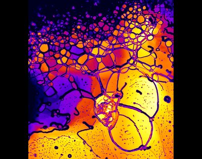 Gracie Sapp (Aydin lab) - Nikon A1R Laser Scanning Confocal. There are many steps involved in designing and executing a robust experiment, and investigators must methodically demonstrate and validate each before drawing conclusions. Here, researchers observed fluorescent membranes as a pilot experiment before progressing to the more complex challenge of simultaneously observing specific proteins within the membrane.