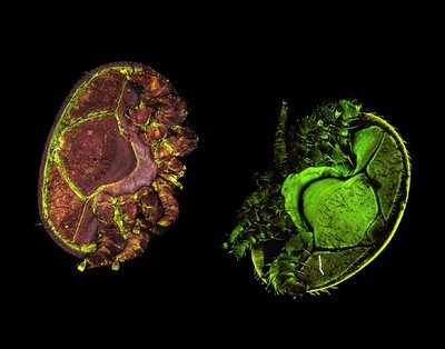 Justin Hein and Jackson Kominsky (Cech lab and Ramsey lab) - Nikon A1R Laser Scanning Confocal. Varroa destructor mites are the most detrimental parasite to honey bees. However, studying these mites is extremely challenging due to their solid, shell-like exoskeleton. We are developing methods to improve their optical properties so we can study internal mite features. This image shows the natural fluorescence of two mites: the mite on the left is unmanipulated while the mite on the right was bleached in hydrogen peroxide.