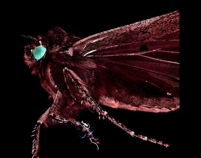 Jack W. Layer and Tripp M. Layer (Lafeyette Elementary) - Nikon A1R Laser Scanning Confocal. The microscopic world is an exciting and dynamic place that can be used to motivate the next generation of scientists. Jack (7) and Tripp (9) became curious about microscopy just in time for the Miller Moth migration, and their surprise discovery of a glowing eye allowed them to appreciate the adventurous side of science.