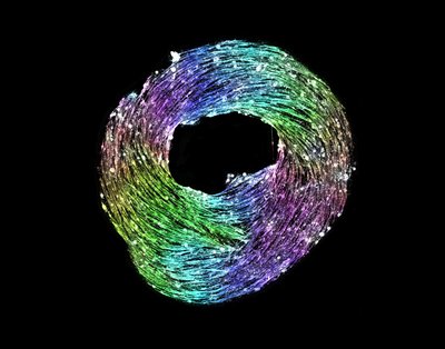 Ben Nelson, Bruce Kirkpatrick, Nat Skillin (Anseth Lab) - Nikon A1R Laser Scanning Confocal. Myoblasts, the cells that become muscle tissue, self-organize and fuse to form long contractile fibers. When cultured around a doughnut-shaped object, these cells reveal innate directionality and orient themselves in a counterclockwise manner. By false coloring these cells according to their spatial orientation, their physical alignment becomes readily evident.