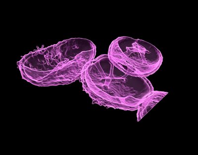 Nina Ripin (Parker Lab) - Nikon A1R Laser Scanning Confocal. Nuclei are the epicenter of our cells, containing our DNA and enabling proper cellular function. Although nuclei are heavily studied, researchers continue to make new discoveries about their contents and structure. Here, the outer membrane (in pink) of the nucleus has been stained and an extensive network of channels spanning through the cell nuclei can be observed. Such channels are more pronounced in cancer cell lines and other pathologies, and their function is not fully understood.