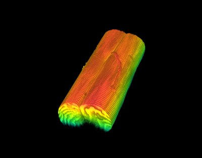 Sarah Lehman (Edgewise Therapeutics) - Nikon A1R Laser Scanning Confocal. This is a 3D cross-section of a rabbit skeletal muscle fiber, where the color gradient represents depth within the muscle fiber. Investigating muscle at this level of detail provides an understanding of how diseases such as muscular dystrophy can impact muscle structure and function.