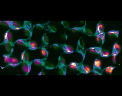Laurel Stefani and Yashveer Soni (Bryant lab) - Nikon AXR Laser Scanning Confocal. Under certain conditions, stem cells can be directed to become any tissue found within our bodies. We are developing novel biology-mimicking materials to guide the growth and differentiation of stem cells into specific tissues. Here, we see the interwoven structure of a 3D-printed biomimetic structure with interlocking components.