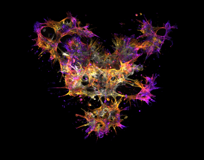 Bruce Kirkpatrick and Abhishek Dhand (Burdick Lab) - Nikon AXR Laser Scanning Confocal. Stem cells explore their surroundings and change their shape in response to properties of their local environment. Controlling the material in which they are embedded allows investigators to grow cells into interesting shapes that are biologically relevant. In this 3D image, a unique material around stem cells drives them to spread and connect with each other, simulating what happens inside the human body (white is closest to the viewer, blue is farthest).