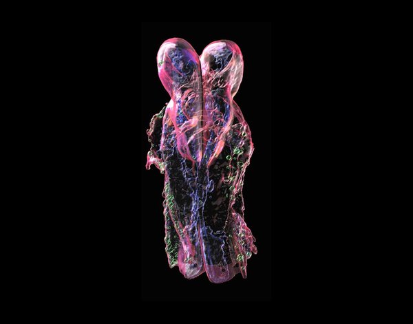 Neural tube closure with relevant tissues in red and subcellular components in blue and green. Taken by Huili Li and Joseph Dragavon.