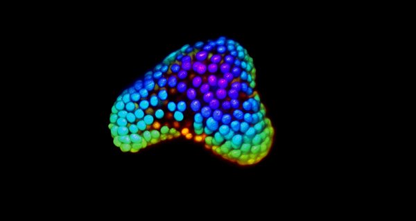 Organoid with the spectrum of colors showing z depth. Taken by Nolan Petrich.