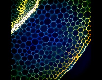 Bruce E. Kirkpatrick (Anseth lab) - Nikon CRESTV2 Spinning Disk Confocal. The intricate designs of the natural world often inspire investigators when engineering systems with novel properties. This image shows the natural glow of the vasculature of the rhizome, the horizontal plant stem that grows underground and stores nutrients for plant survival and reproduction. Systems like this have led to the development of lightweight, robust materials that can deliver nutrients while removing waste.
