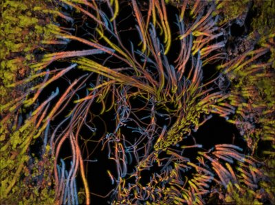Guy Hagen (Hagen Lab) - Custom Structured Illumination Microscope. Investigations often require our researchers to push the technological limits of our microscopes, and it is often necessary to develop custom-built systems and analytical tools. This 3D image of animal tissue was acquired using a custom-built microscope designed specifically to improve spatial resolution in all dimensions. The image is color-coded for depth.