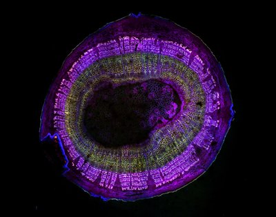 Lyanna Kessler (Lowry Lab) - Nikon Spinning Disk Confocal. Nature is beautiful. However, under the right light, it looks completely different with astonishing details invisible to our naked eye. Here, the cross-section of a basswood stem is shown while being illuminated under ultraviolet light. Different parts of the stem, such as lignin and chlorophyll, autofluoresce different colors. Incorporating fluorescent dyes such as safranin-O for cell walls and methyl green for DNA further expands the rainbow of colors observed in natural tissues. This picture represents a composite of multiple images to show the full range of fluorescent colors this specimen produces.