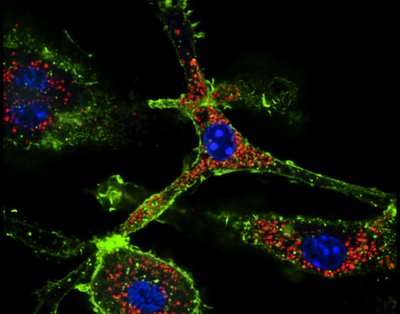 Matthew Kwan (Shields lab) - Nikon Spinning Disk Confocal. Macrophages are innate immune cells with phagocytic (cell-eating) capabilities that protect our bodies from foreign microbes. Investigators are also exploiting these cells for targeted, nanoparticle-based drug delivery. Here, bone marrow-derived macrophages are ingesting spherical nanoparticles (red), with actin protein filaments (green) and DNA (blue) stained to provide spatial context.