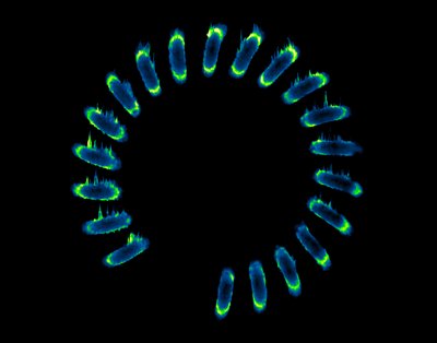 Brandon Hayes (MacCurdy Lab) - Nikon Laser Scanning Confocal. Creating complex multidimensional fluidic channels using 3D printing is commonly fraught with difficulties due to how the solidifying material is deposited. Often, it is not possible to remove the dissolvable supporting material that is found within the microchannel, rendering the object useless. As 3D printing becomes an accepted and invaluable tool within our laboratories, we are exploring novel approaches to overcome its shortcomings. Here, we have developed a new way to deposit the solid material on top of a liquid support material that can be readily flushed away, resulting in useable, fine microfluidic channels (cross-sectional view, with blue to green indicating regions of low to high levels of fluorescence, respectively).