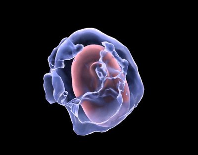 Suzanna Fulgham, Jayson Ball (Watkins lab) - Nikon Spinning Disk Confocal. Myelin is an insulating layer of protein and fatty substances that wraps around neurons, promoting the rapid transmission of electrical pulses along nerve cells. After injury, the myelin (pale blue) that surrounds the nerve (red) can degrade, leading to chronic pain. The amount of degradation can be accurately represented using surface modeling techniques represented here.