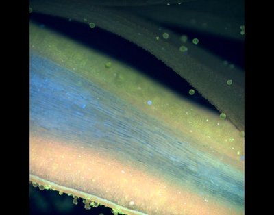 Evolene Premillieu (Advanced Light Microscopy Core) - Nikon Widefield. We can use the world around us to help motivate the next generation of scientists. Under appropriate lighting, many living things will glow and appear rather out of this world. Here, the naturally occurring colors of a crocus flower can be seen, and we used samples such as these to motivate the students of the Longmont (CO) High School SMART program to pursue careers in science.