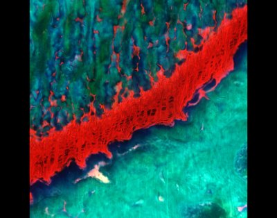 arah A. Schoonraad/Kevin Eckstein (Bryant Lab) - Nikon Widefield. The growth plate is an intriguing and essential cartilaginous tissue found towards the end of long bones in children. If this tissue is damaged it can inhibit or alter normal continued growth, negatively impacting the quality of life for the individual. Developing treatments that would regenerate this region and restore normal bone lengthening would have profound positive effects. Here, this image highlights what an intact, healthy growth plate looks like (red) and provides insight into its integration with the surrounding bone tissue (blue/green).