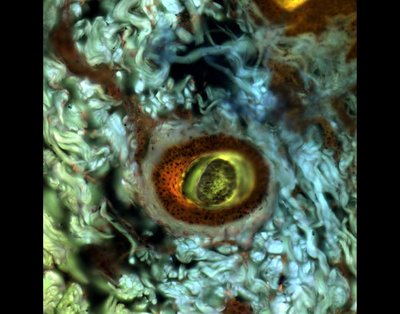 Rianne Dalhuisen (Shields lab) - Nikon Widefield. Pigs and humans have many anatomical similarities, including organs such as the skin. As a result, porcine tissues are often used as relevant models for biomedical applications, such as examining the penetration of drugs through the skin. This image is a pig hair follicle surrounded by the fibrous components of the skin. The colors represent the natural glow of these tissues under illumination.