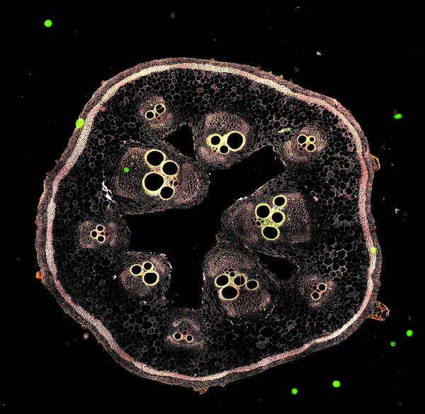 Natural fluorescence within a cross-section of a pumpkin stem. Taken by Lyanna Kessler.