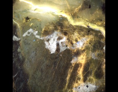 Srishti Kashyap, Sabrina Kainz, Tristan Caro, Alexis Templeton (Templeton lab) - Nikon Widefield. Life can exist deep below the Earth’s surface within rock fractures, providing insight into the range of conditions that can support life on Earth and elsewhere in the universe. Here, the researchers investigated rocks harvested from 160 feet below ground and found microbes (blue specks) associated with key minerals (gray).