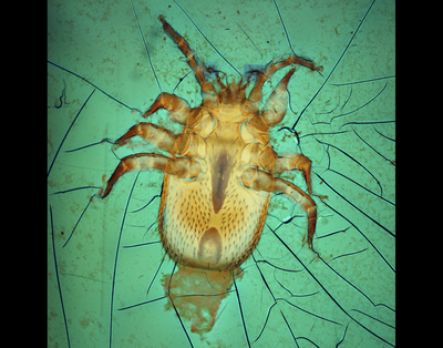 Carmen Black (Ramsey Lab) - Nikon Widefield. Colony collapse is threatening our bee populations. A major contributor to this destructive phenomenon is Tropilaelaps clareae, the tiny mite shown here. This invasive organism can quickly spread to new locations, making it a growing danger to bee populations. This sample, originally collected in 1961 by Mercedes Delfinado and Edward Baker, was reimaged to explore the unique physical details of the parasite.