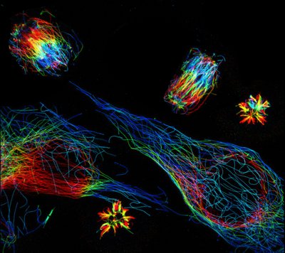 Arda Günay (Anseth Lab) - Zeiss Laser Scanning Confocal. Conventional fluorescence microscopy suffers from a spatial limit where two objects that are less than a certain distance apart appear as one. Recently, investigators have discovered a novel method where cells can be embedded into a gel that can swell up to 5x of its original size. Upon swelling, the cells and all of their individual components expand, greatly increasing the distance between any two objects beyond the spatial limit of the microscope. As a result, a significant improvement in the image resolution is achieved. Here, we can see the expanded microtubule structure of muscle cells in 3D, with the height of the cells color coded (red is closest to the observer, while blue is farthest).