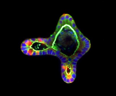 Max Yavitt and Tobin Brown (Anseth Lab) - Zeiss Confocal Microscope. The organs that make up our bodies are comprised of a complex and intricate network of multiple cell types. Through a combination of matrix engineering and biological approaches, researchers can create organ-like models (termed organoids) to study the early stages of their formation. Here, the nuclei (Blue), actin (Green), and lysozymes (Red) of an intestinal organoid are shown.